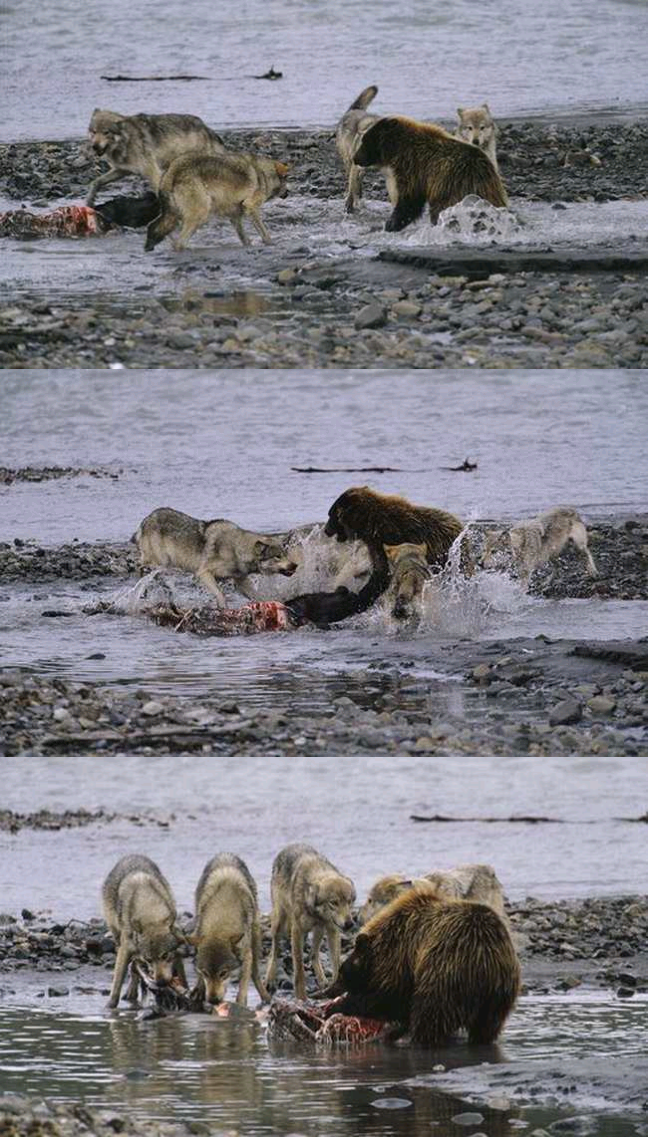三,棕熊与大型食肉动物的互动