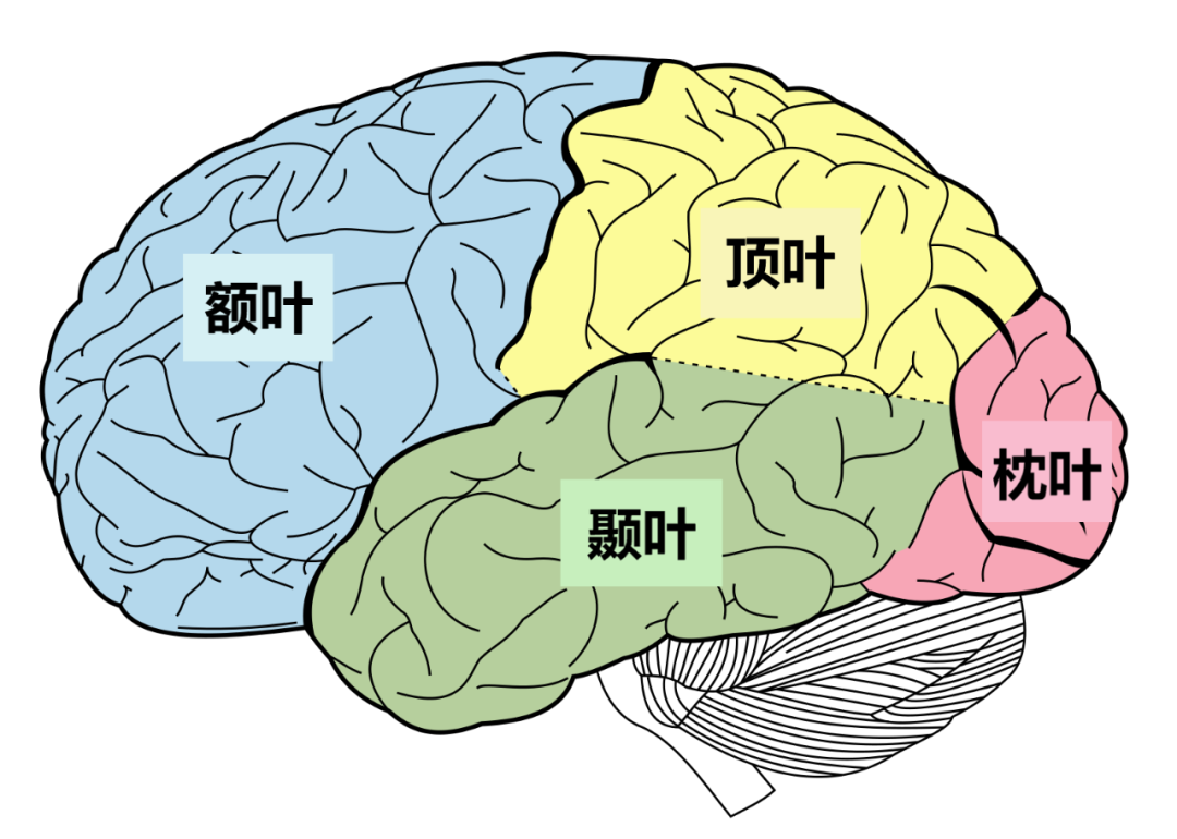 脑叶分布图图片