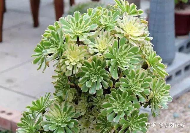 艳日伞属于景天科,莲花掌类多肉植物,也是入市比较早的法师锦斑品种之