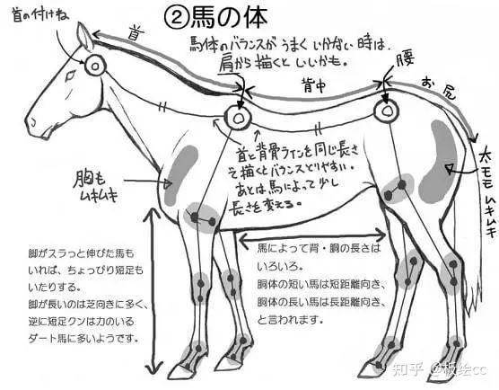 马怎么画尺寸图片