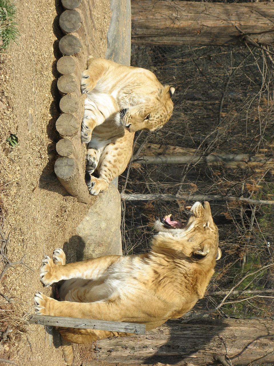 771593moksha bybee & ligers0391/狮虎·虎狮 - 知乎