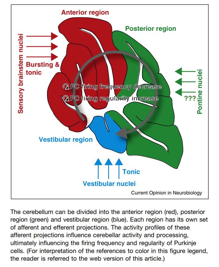 right superolateral view. (b) the brainstem after removal of the