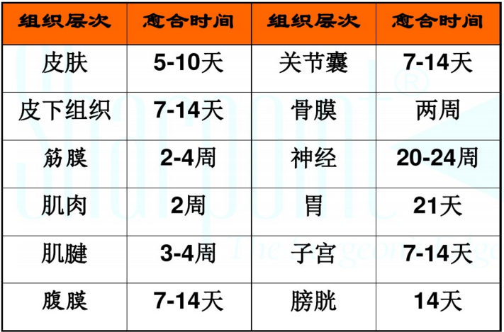 手术缝合后伤口是如何长上的?和不缝有什么区