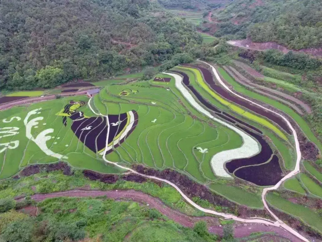 壮丽稻田景观即将在光明小镇出没!