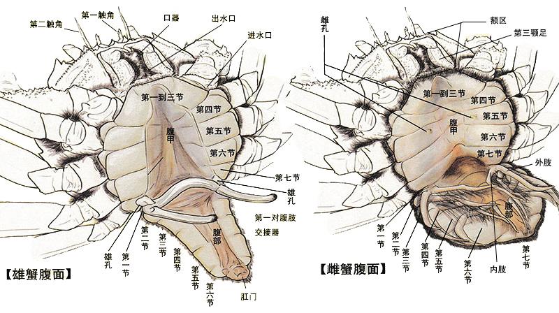 螃蟹嘴巴的结构图片图片