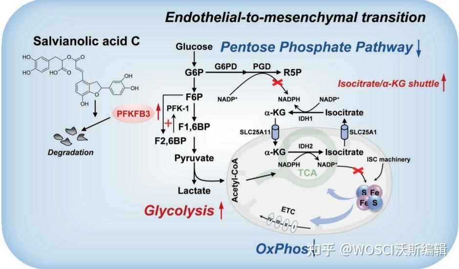 Sttt（if 38） 中国药科大学发现糖酵解在内皮 间质转化和纤维化反应起重要作用 知乎