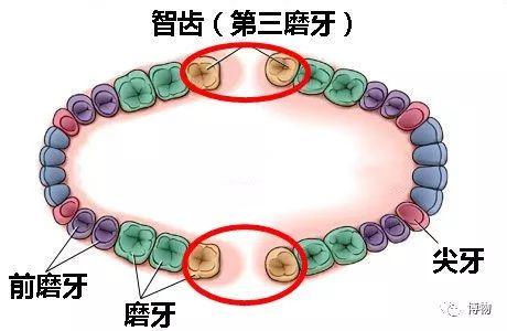 今天我去拔了智齒完蛋我會變傻吧