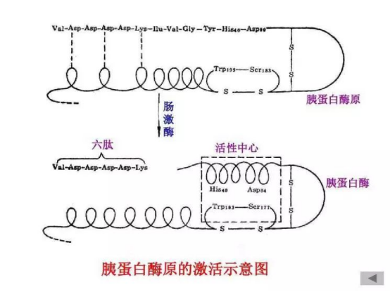 重组胰蛋白酶：特点解析及其在疫苗中的应用价值_化工仪器网