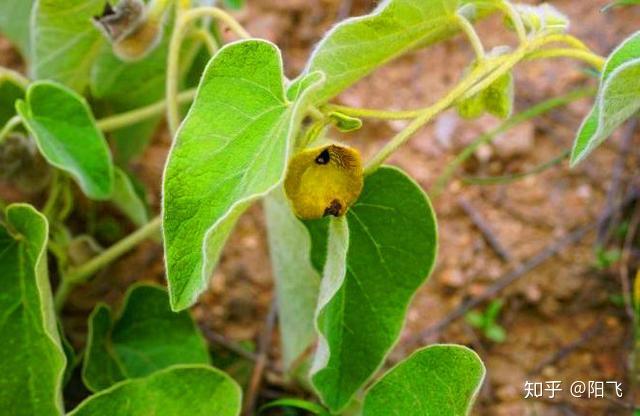 这种寻骨风野草含有多种氨基酸,矿物质和维生素,具有很高的食用价值