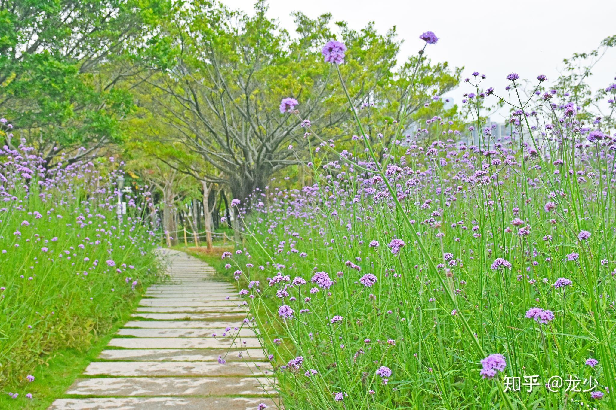 花开深圳 人才公园