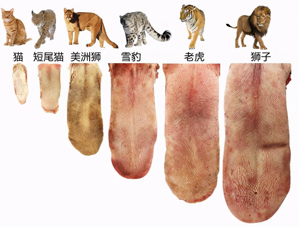 老虎的食物来源主要靠捕猎,所捕食的对象大多都是体型庞大的有蹄类