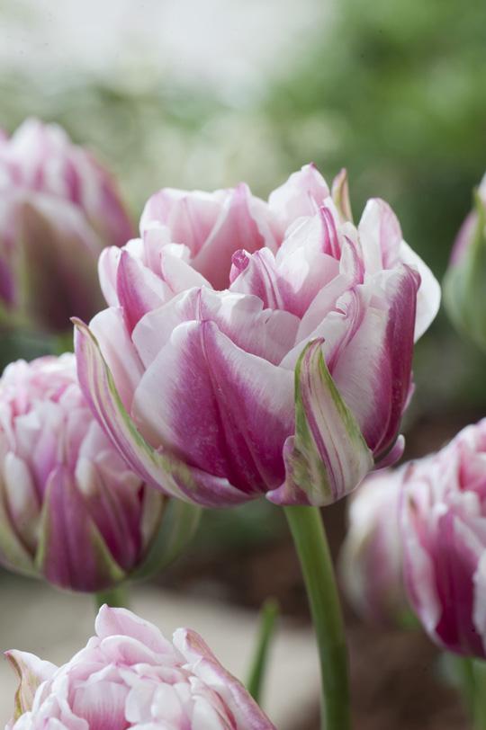 球根|郁金香与郁金香狂热