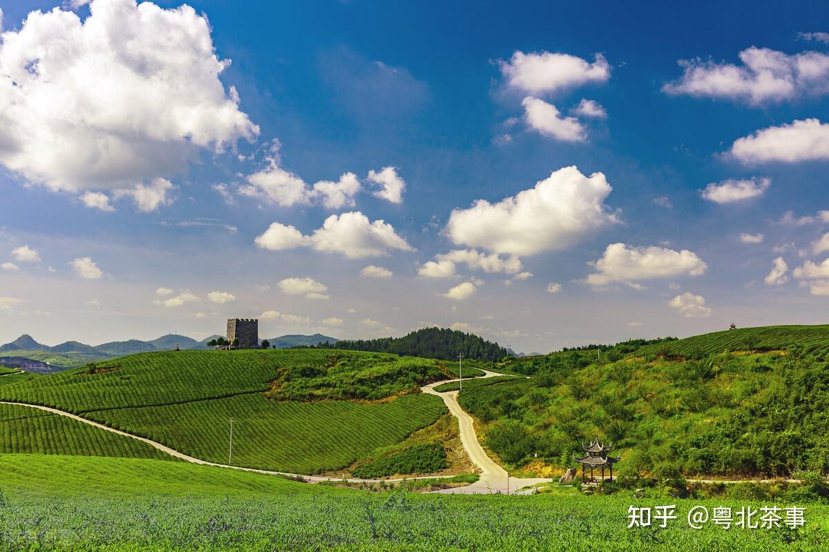 粤北茶事分享广东茶园绿色青山茶香飘香的粤北绿茶满茶山