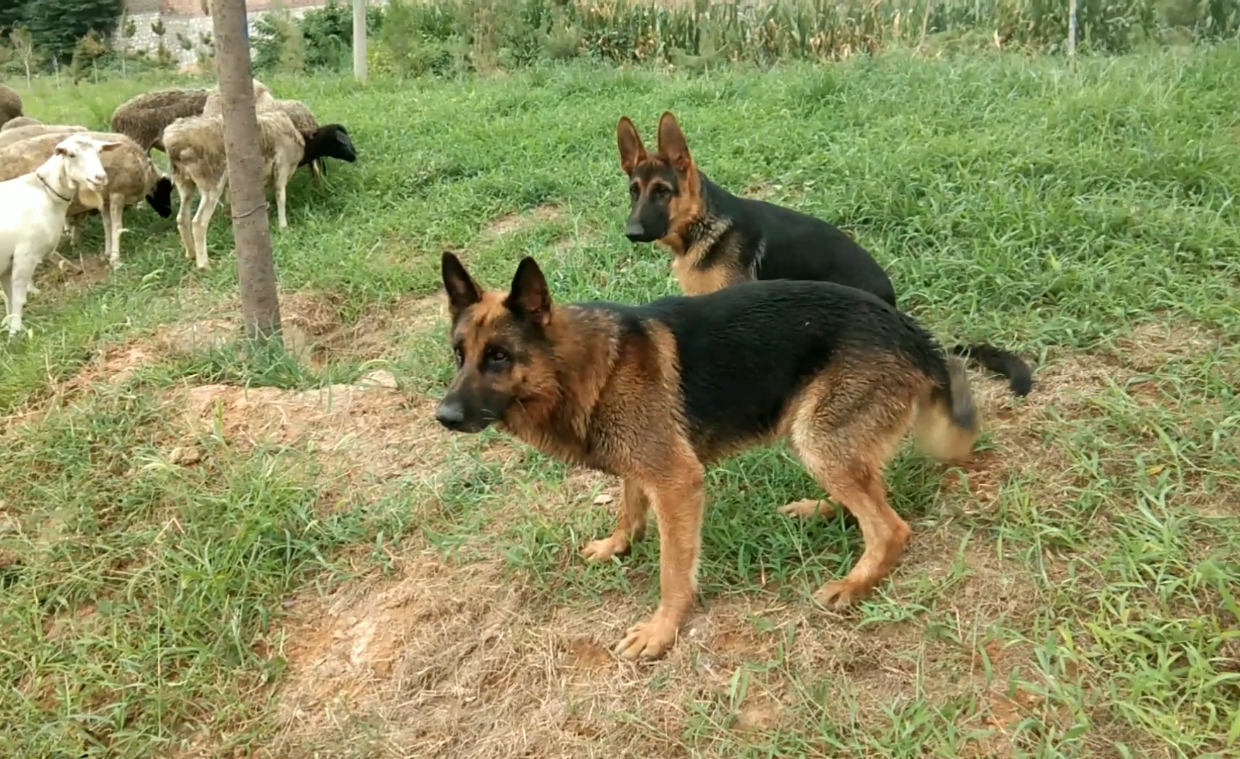 农村狗市偶遇1条成年德牧警犬的后代引得德牧爱好者驻足围观
