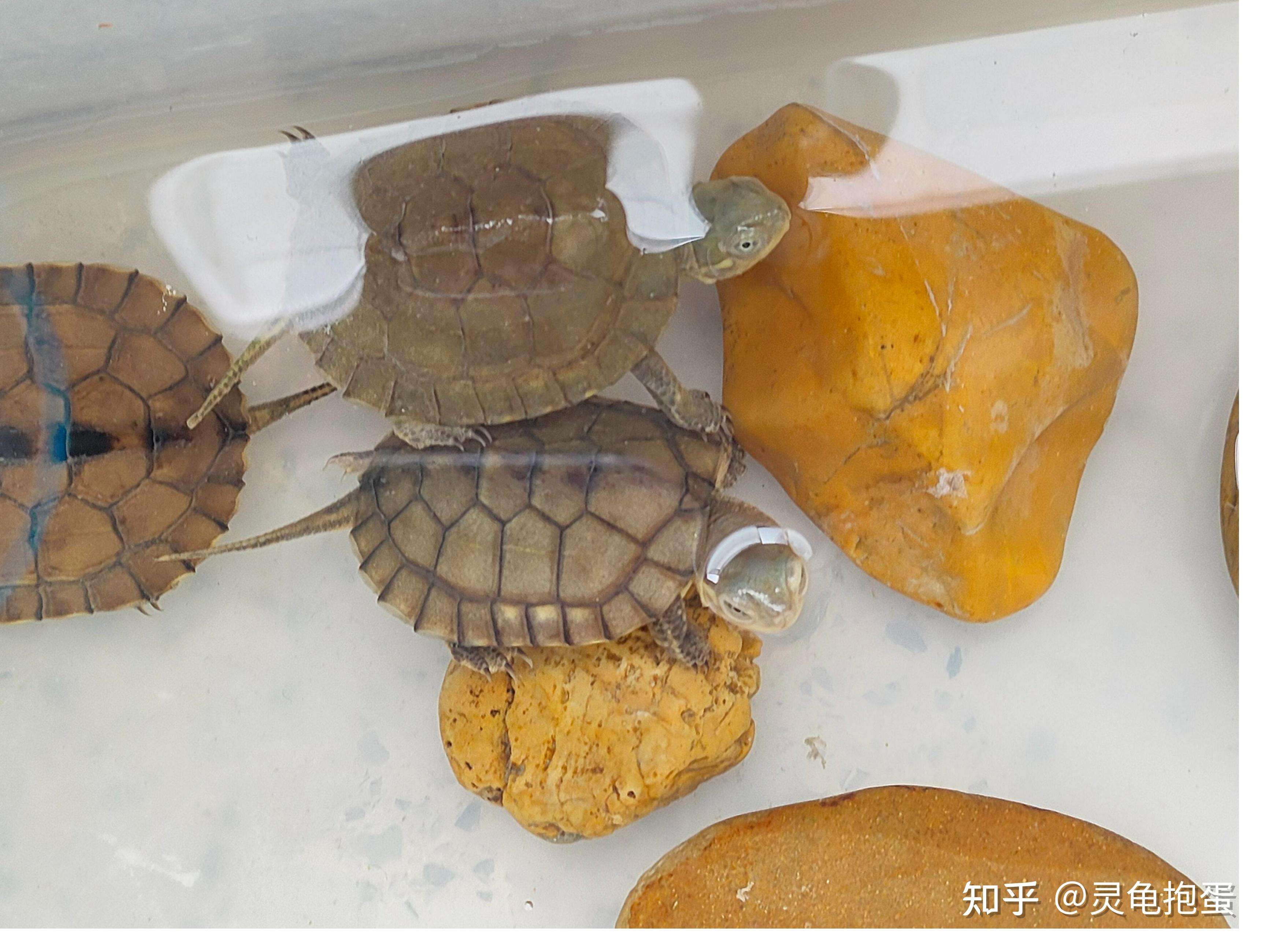 国产黄喉拟水龟与日本八重山黄喉的区别从何而来 – 玄武大世界