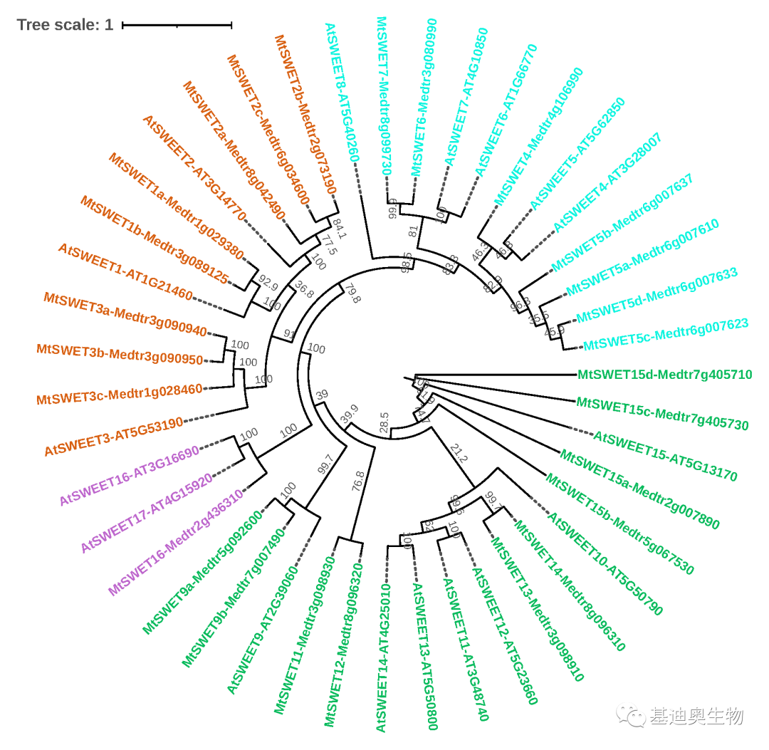 如何轻松画出好看的蛋白进化树 - 知乎