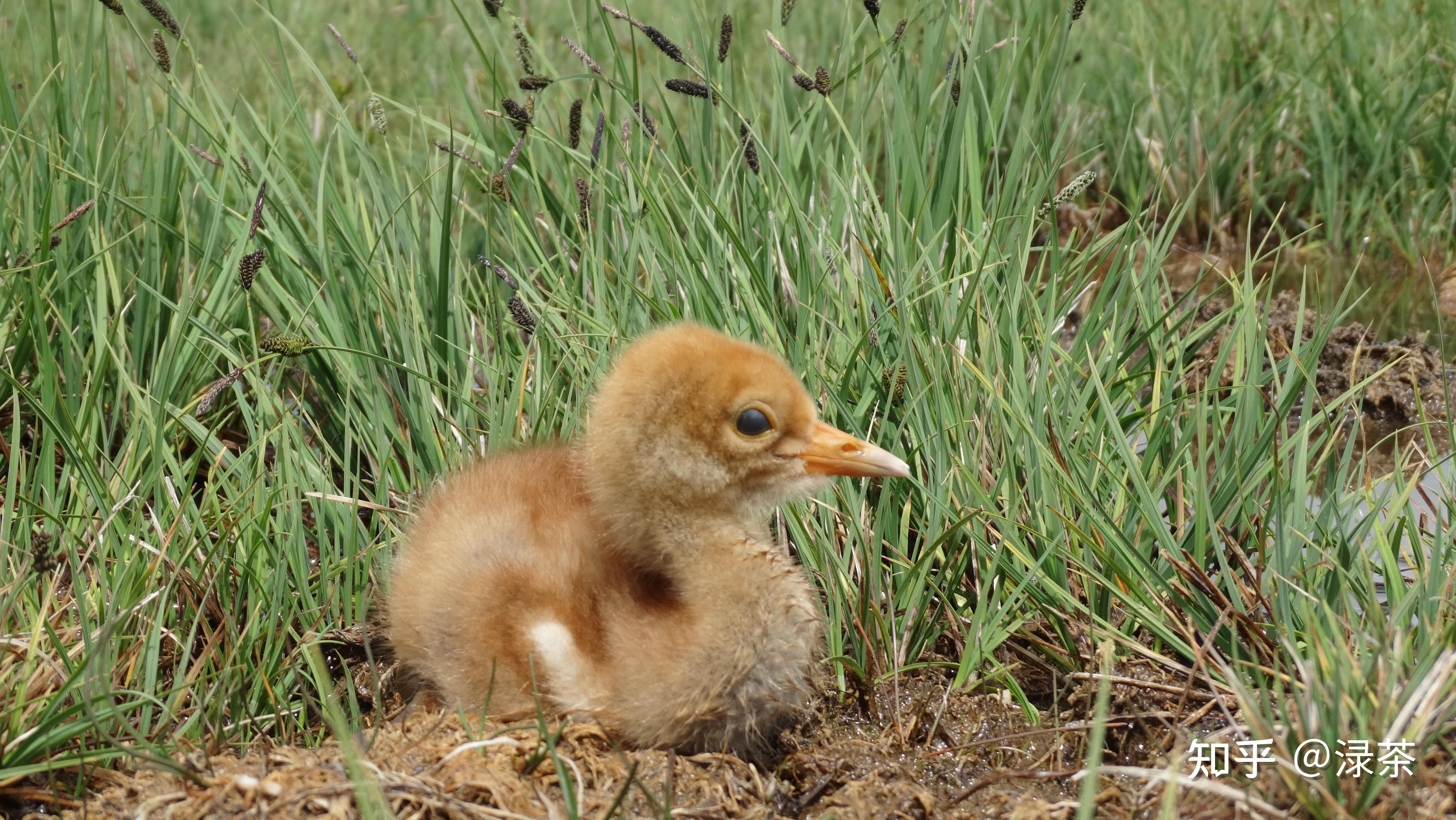 退休后给黑颈鹤当建造师
