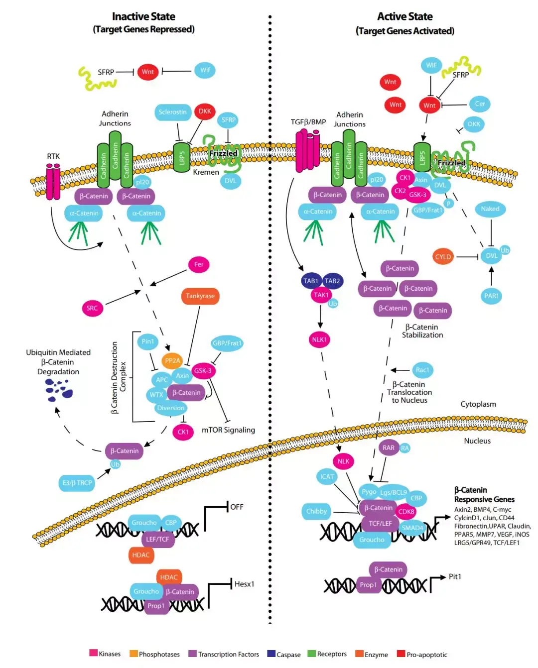 脑科学日报| PNAS: 影响男性性取向的生物学机制;一文捋清Wnt 信号通路与神经炎症