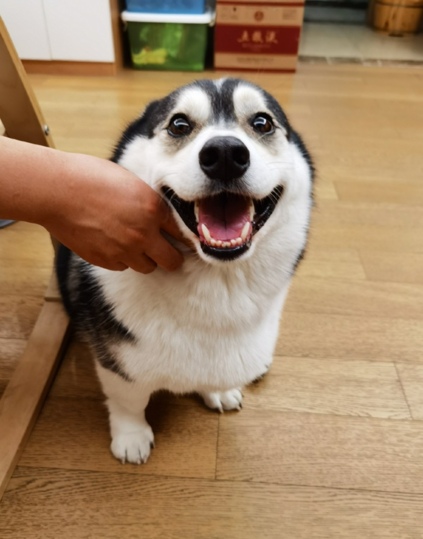 小短腿哈士奇突然火遍全网主人却辟谣它和二哈完全没有关系