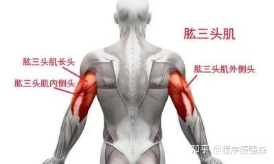 手臂不粗壮,可能是你的三头肌太弱了——肱三头肌应该怎么练 - 知乎