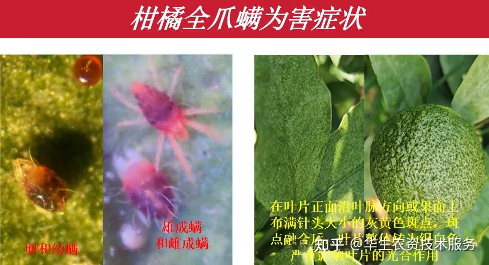 常见植食螨类分类指南:快速认识害螨 - 知乎
