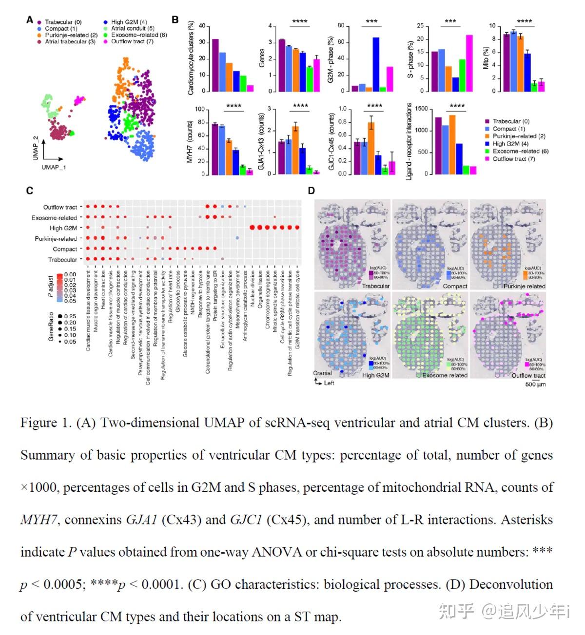 10X单细胞空间研究人类早期产前心脏发育中的心肌细胞多样性 - 知乎