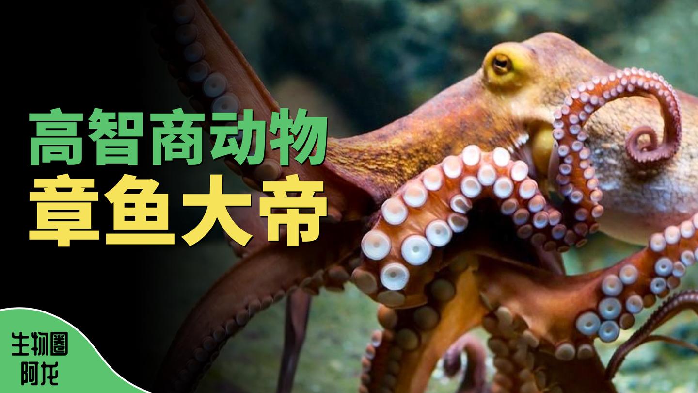v2-1b9c725c89a00c4cc5612d4ef487184c_1440w.jpg?source=172ae18b