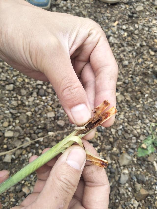 作物应用广西南宁甘蔗蓟马绵蚜螟虫防治作业记录