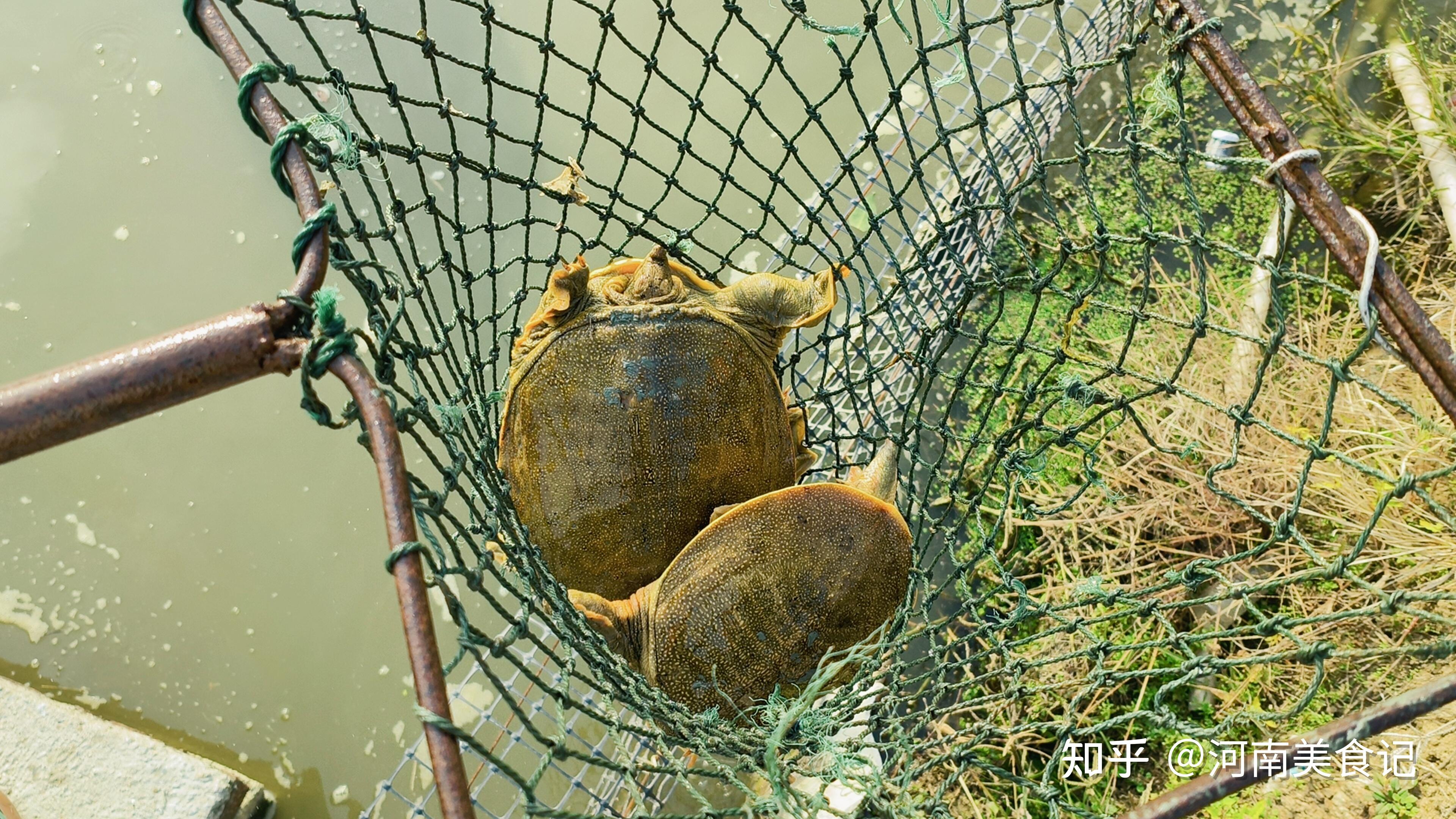 寻找河南特色食材之旅——探寻潢川甲鱼的独特魅力