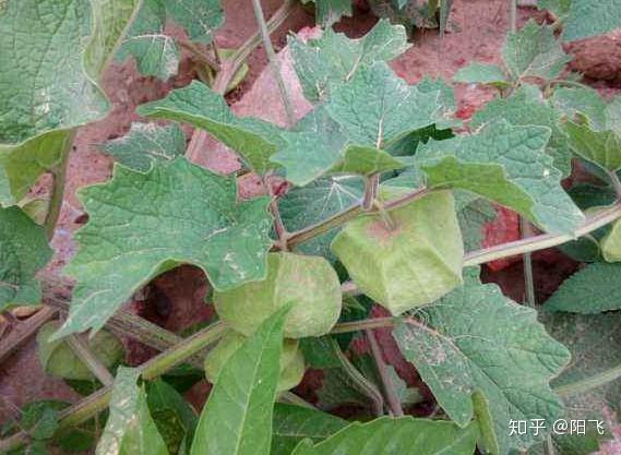 农民种植特种蔬菜洋姑娘掌握好种植技术要点每亩收益3万以上