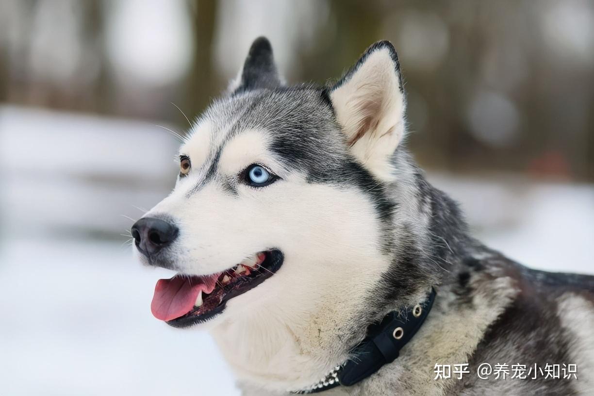 養品種犬居然還有這些遺傳病你都清楚嗎