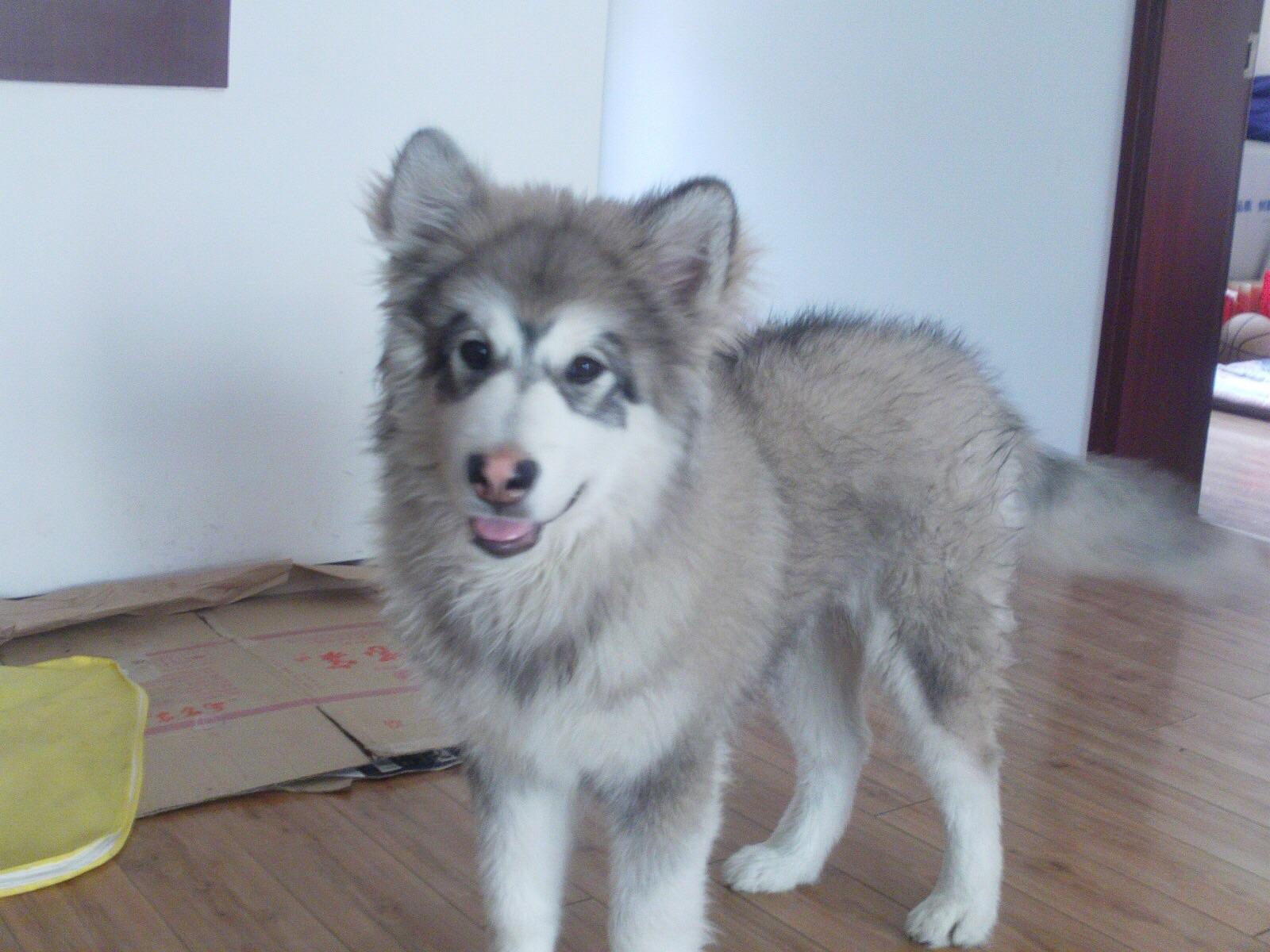 圈养老虎战斗力到底怎样?如果被咬男子一开始