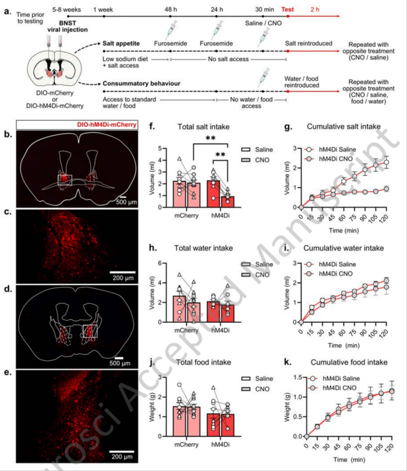 J Neurosci:春意盎然!墨尔本大学Lawrence团队揭示终纹床核脑啡肽神经元参与盐食欲的神经机制 - 知乎