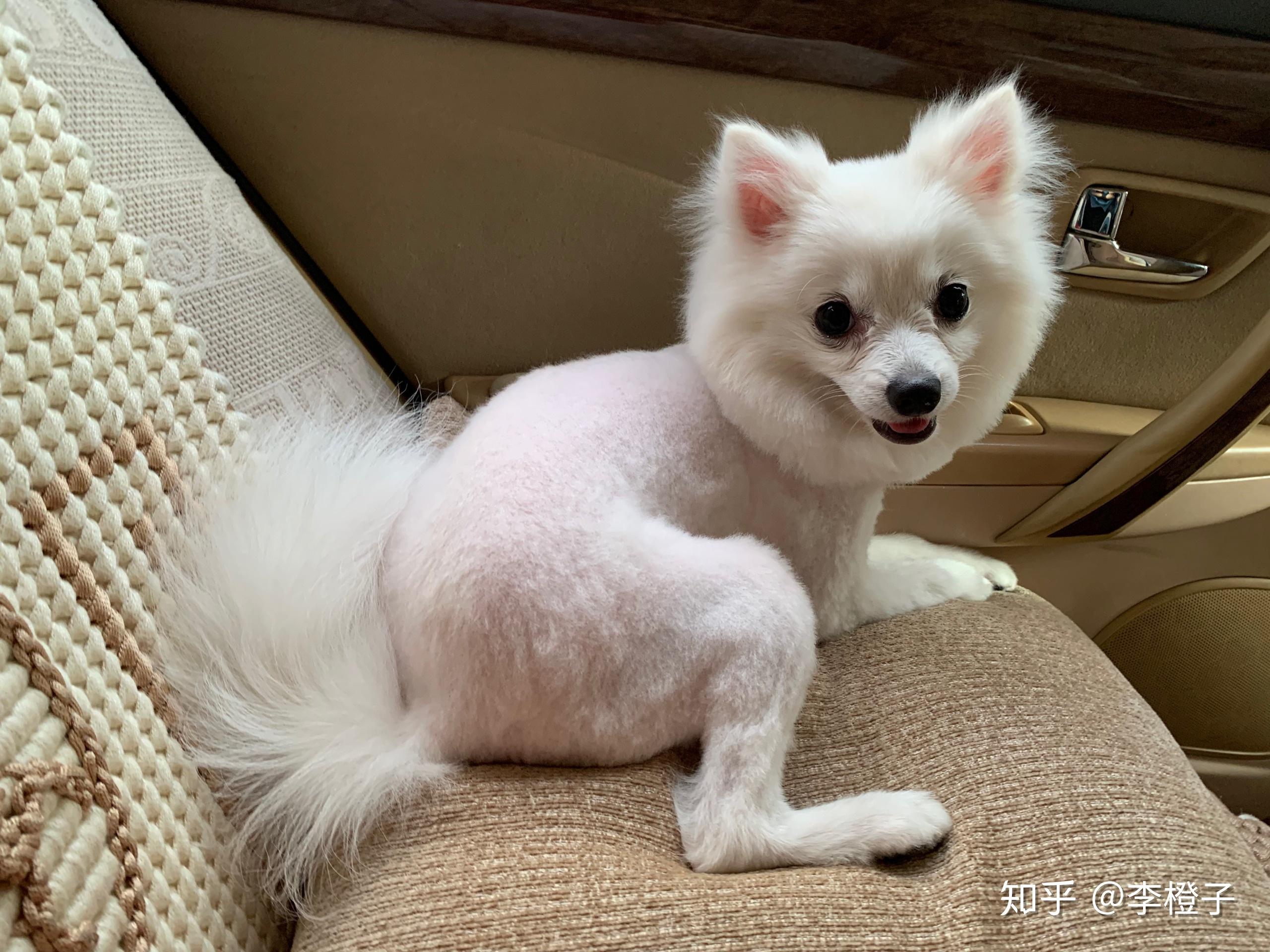 宠物狗被剃光毛的瞬间,会不会像人脱光衣服一样感到害羞不适?