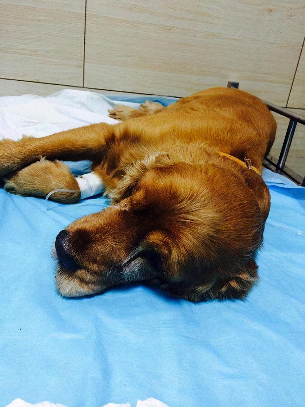 狗狗肾衰临死前有那些征兆 知乎 狗狗肾衰临死前有那些征兆 知乎