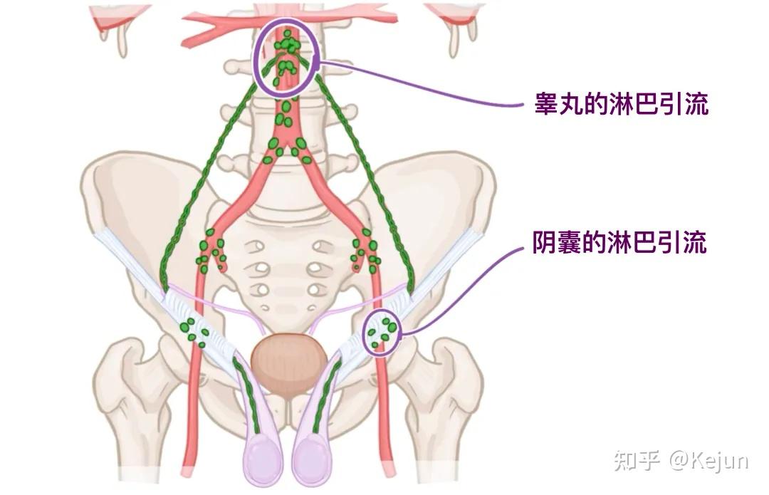 人体解剖学基础——腹股沟