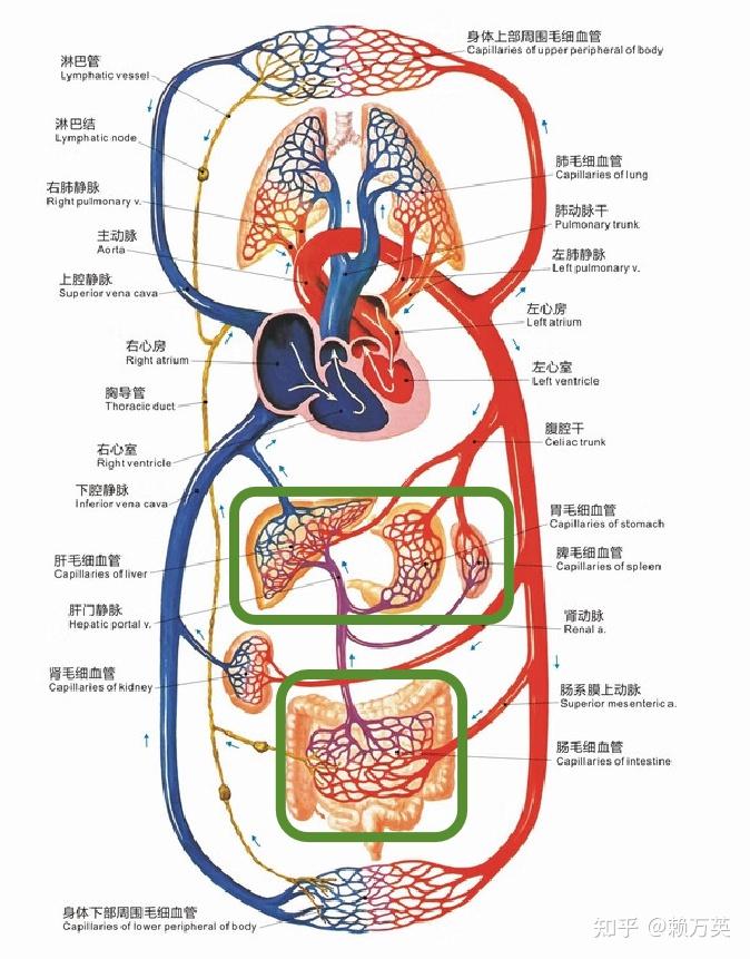 肝被膜图片