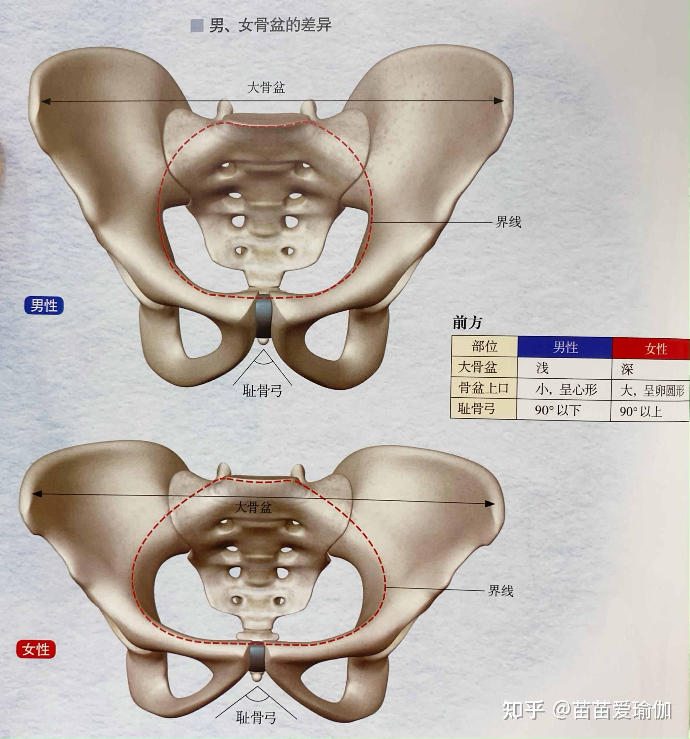 骨盆的性别差异