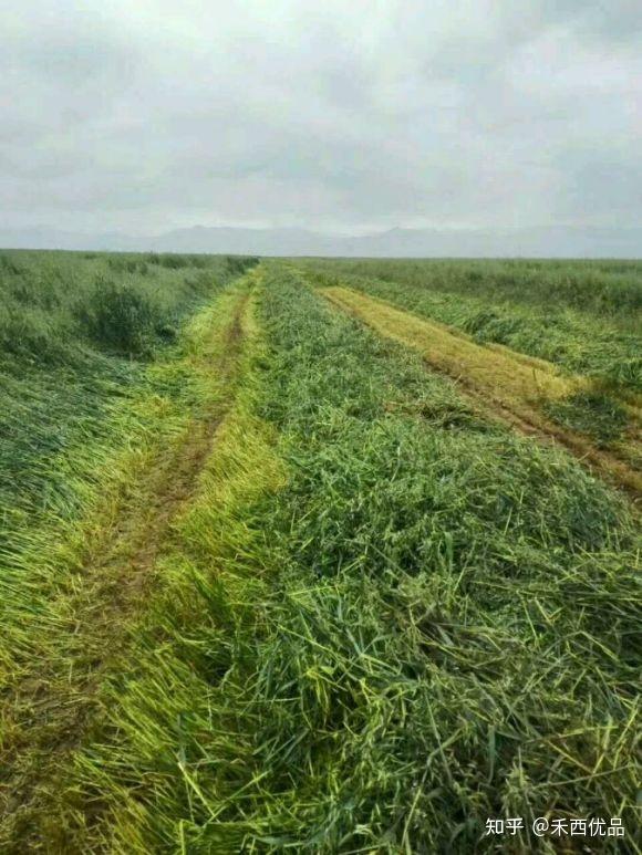 燕麦草的种植,燕麦草跟小麦草有什么区别? - 知乎