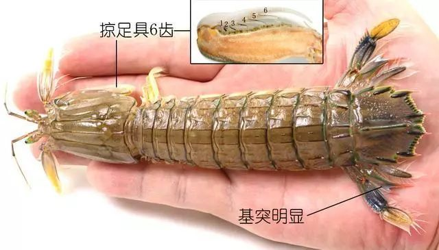 聊聊我们爱吃的虾蛄吧你认识几种作者zam