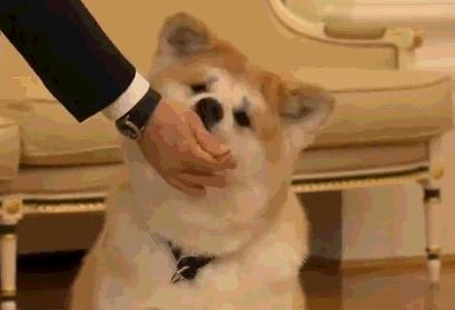 动图封面