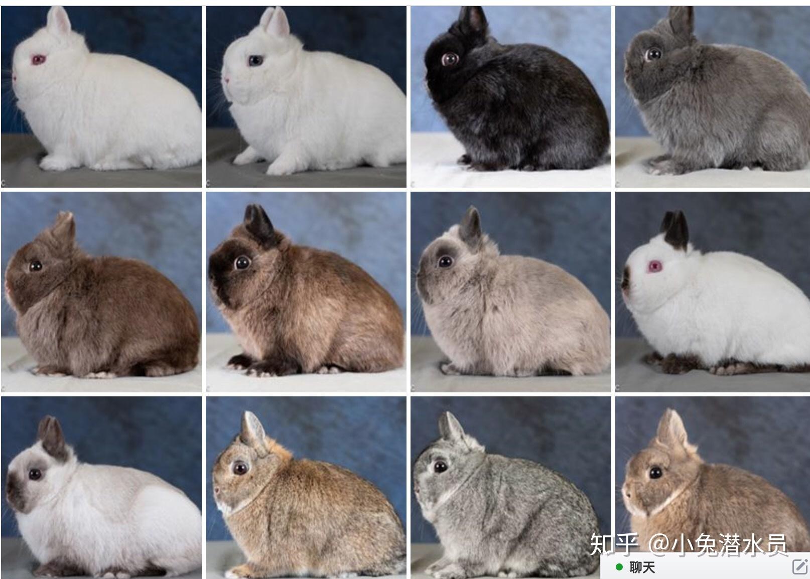 2018 荷兰侏儒兔毛色分类品相打分