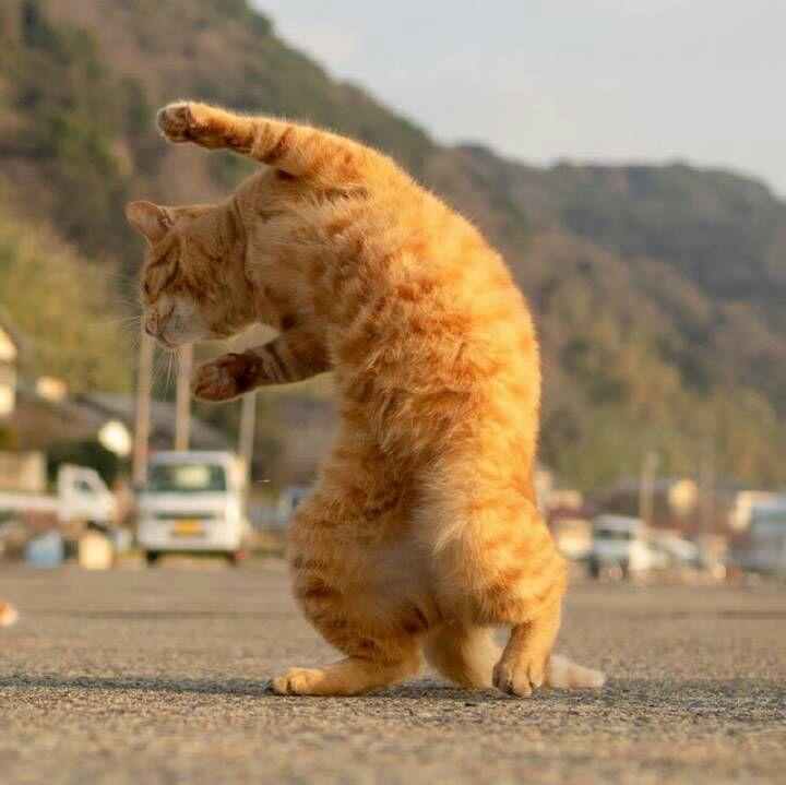 猫和人的头像卡通 v2-1c15aafb0a7d37a0fdc2afc6442b2b81_r.jpg