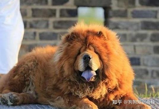 松狮犬的缺点很多但仍然有很多人养它