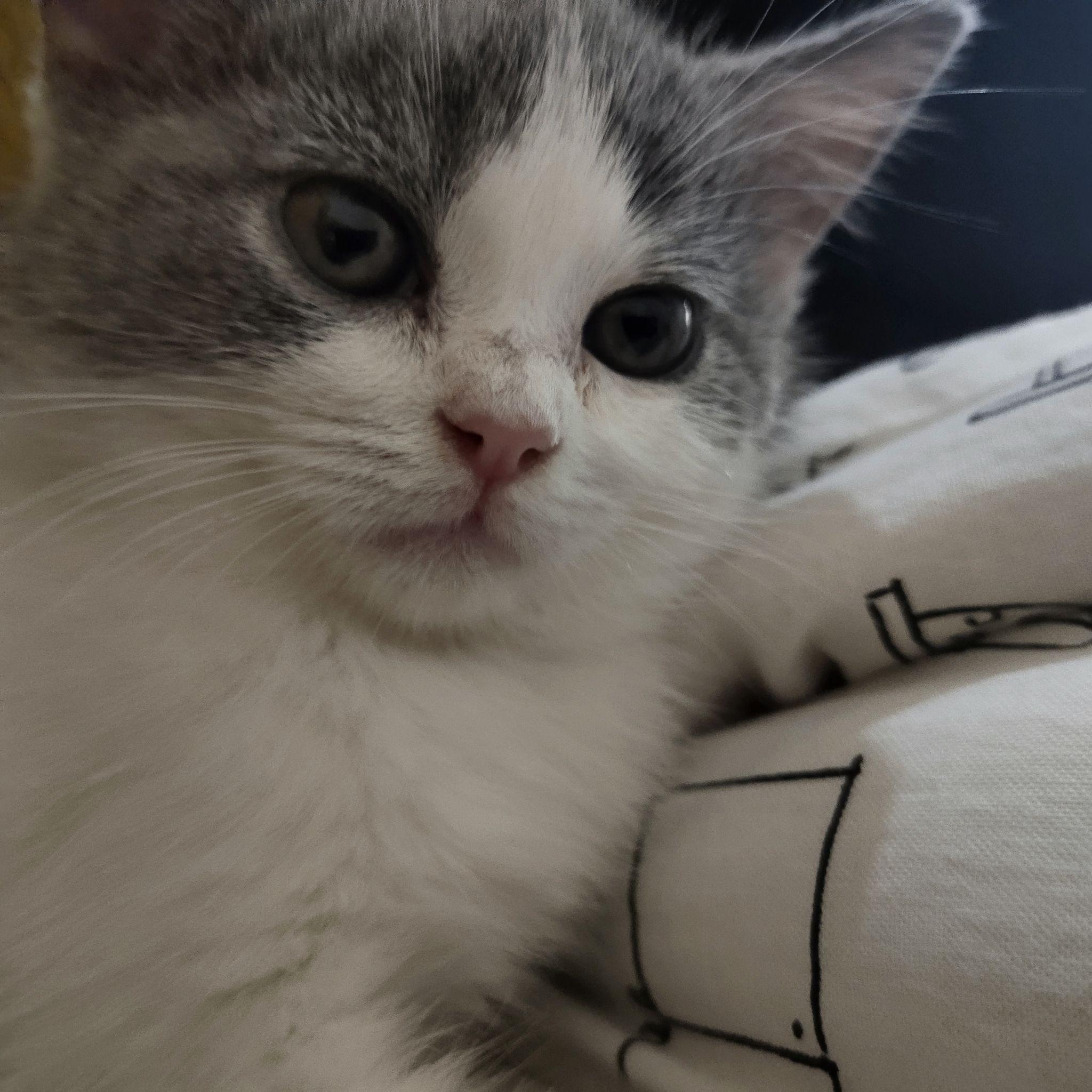 猫应激反应死亡率有多高?