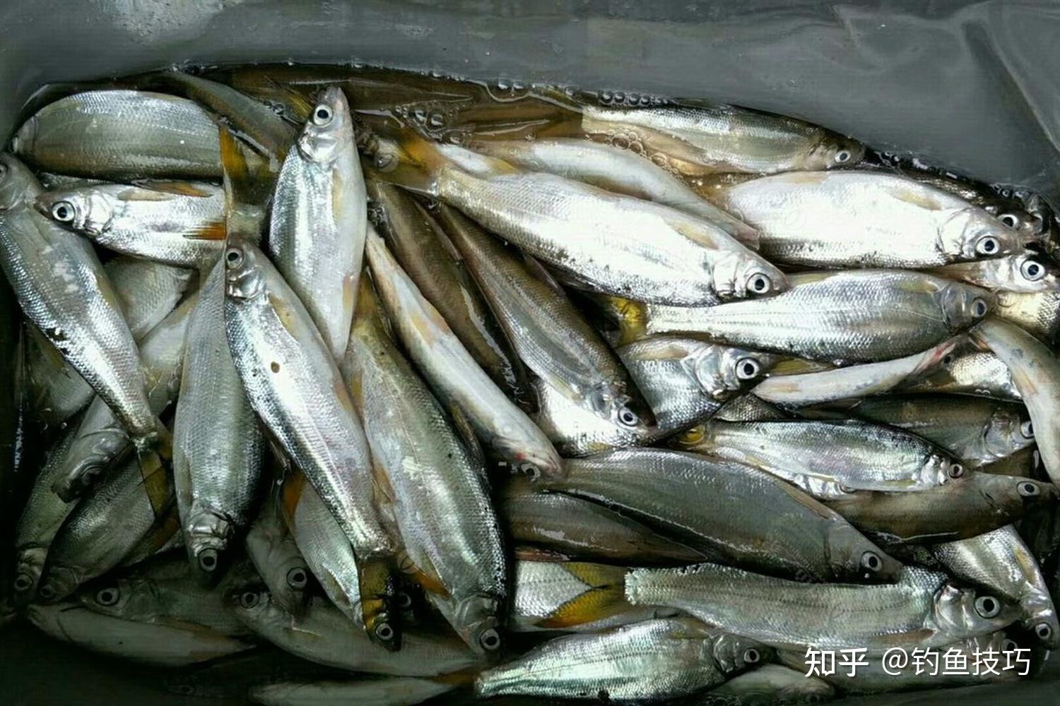 黄尾鱼的5个特殊习性,钓好黄尾鱼的基础知识 - 知乎