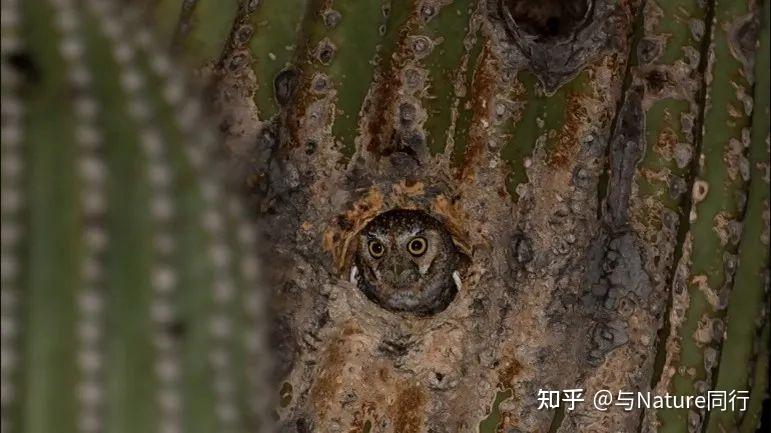 十一只来自世界各地的神奇猫头鹰 - 知乎