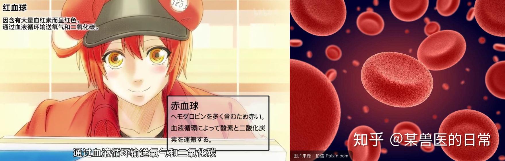 超萌七月新番《工作细胞》,了解体内发生的故事