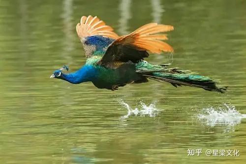 只欣赏过你的美 却不知你能高傲地飞 知乎