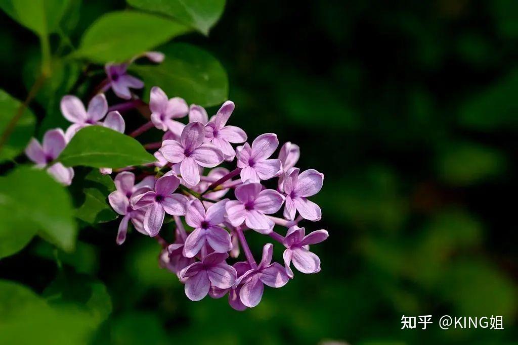 坦桑尼亚的国花是丁香花.